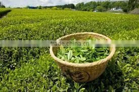 Vietnam GREEN TEA - ORGANIC TEA