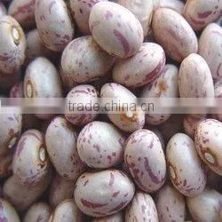 Light Speckled Kidney Beans