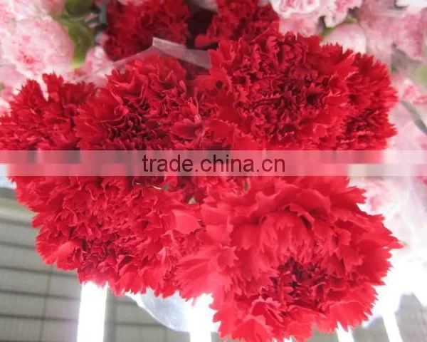 Fresh Cut Flower Carnation All Colour Mother's Day photo-5