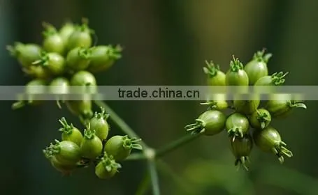 CORIANDER SEED OIL photo-3