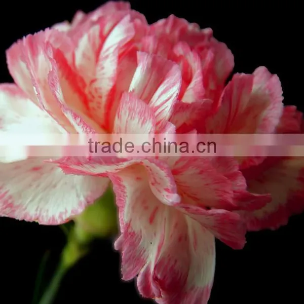 Supply Carnation Fresh Cut Carnation Fresh Cut Flowers photo-4