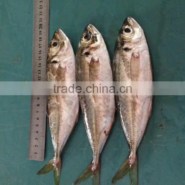 18CM China Made Frozen Horse Mackerel photo-3