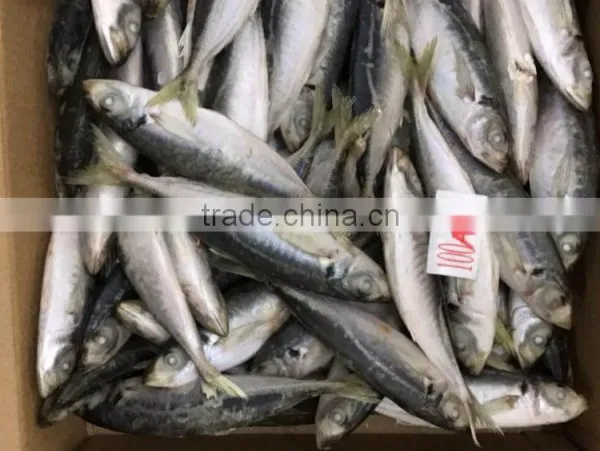 New Catching Purse Seine High Quality Horse Mackerel for Market Sale photo-2