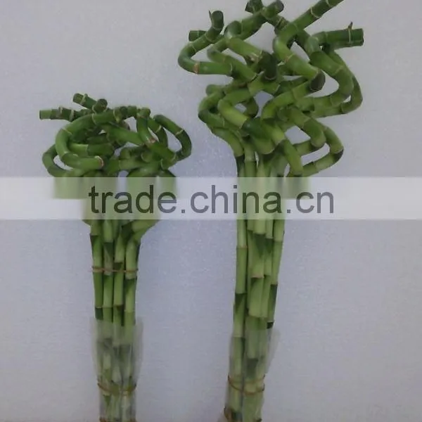 Spiral Bamboo Dracaena Sanderiana photo-2