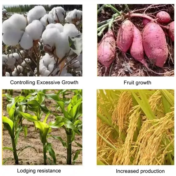 Agrochemical Mepiquat Chloride Pix 98%TC It Can Be Used to Prevent Lodging in Winter Wheat. photo-2
