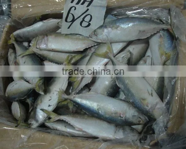 INDIAN MACKEREL