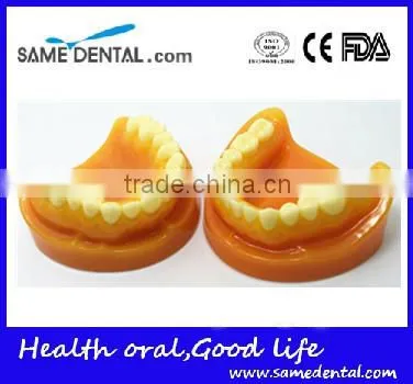 Double-Color Dentition Model Dental Eduction Assistant No. DEA-09 photo-3