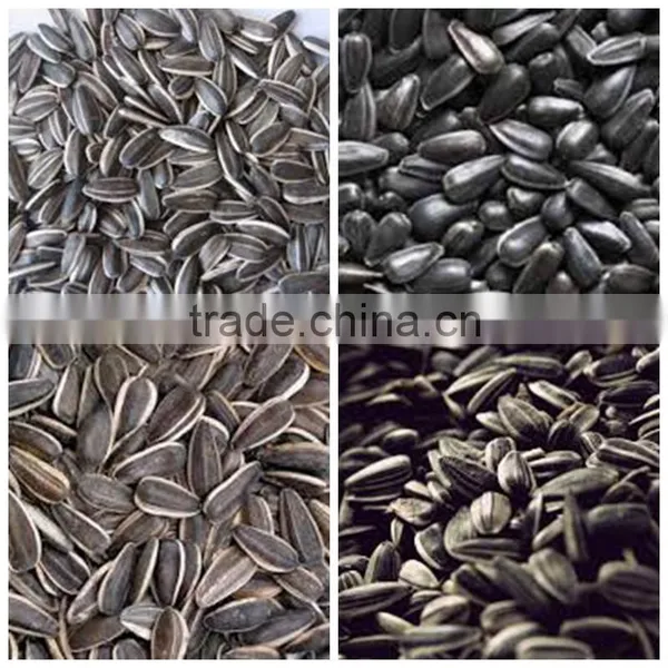 Organic Sunflower Seeds in Shell Chinese Sunflower Seeds Hybrid Sunflower Seed photo-2