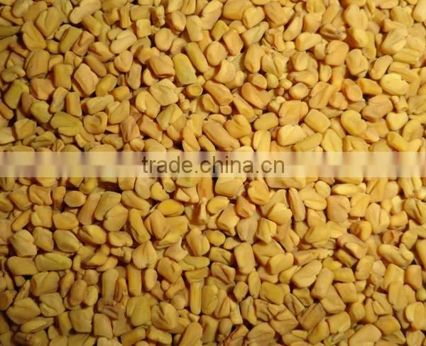 Superior Quality Fenugreek Seed photo-3
