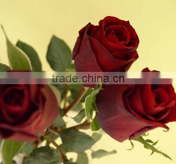 Wholesale High Grade Fresh Cut Flowers Black Rose Plants From Plants Base photo-3