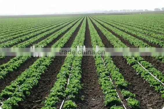 Subsurface Drip Irrigation Dripping Pipes photo-6