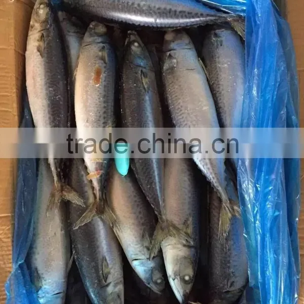 Sea Frozen Mackerel 500-750g 2016 photo-3