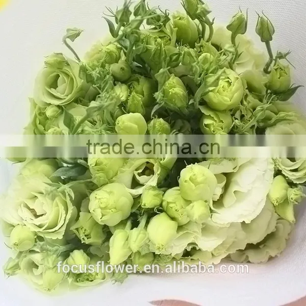 High Quality Fresh Lisianthus Cut Fresh Eustoma From China photo-3