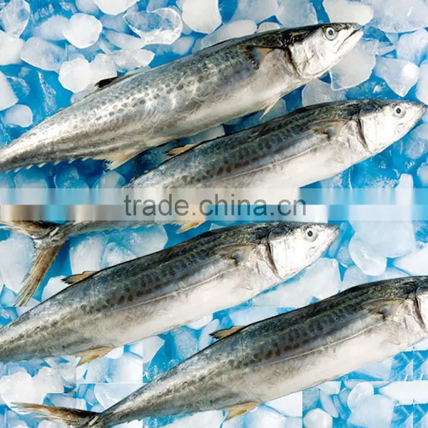 Frozen Spanish Mackerel+Buy Frozen Fish