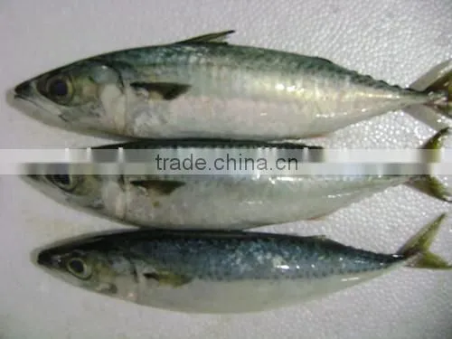 Frozen Pacific Mackerel With Landing Frozen