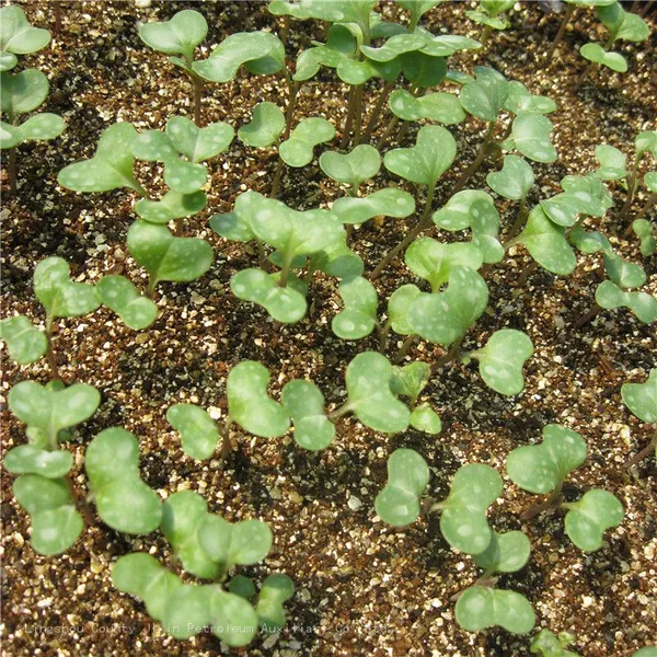 Vermiculite For Plants And White Vermiculite Expanded photo-2
