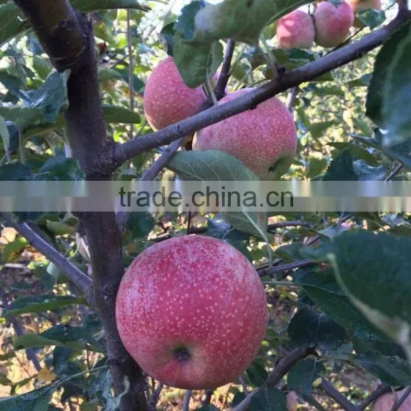Chinese Qinguan Apple From Shanxi Province photo-2