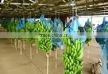 BANANAS photo-2