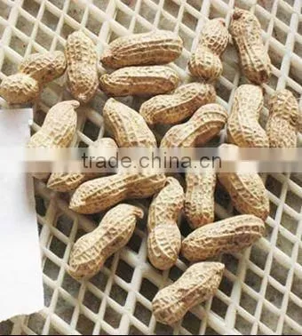 Delicious Roasted Peanuts in Shell for Sale photo-4