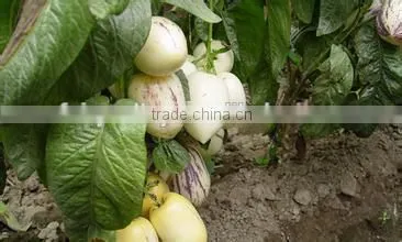 Hybrid F1 Pepino Seed Pepino Cucumber Seeds For Cultivation photo-5