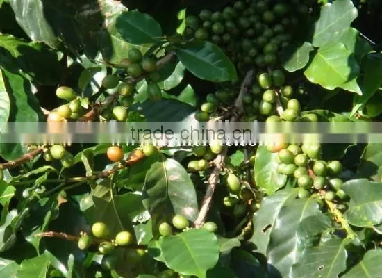 GMO Arabica Coffee Bean Price photo-5