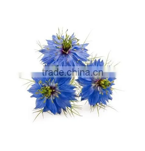 Wholesale Supply Black Seed Oil Kalonji Oil Wholesaler 100% Black Cumin Seed Oil Pure Oil Vol 1 kg photo-2