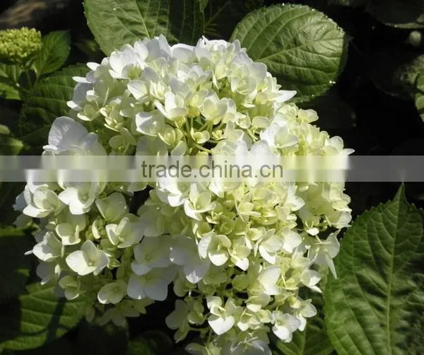 The Shrub Plant Hydrangea Macrophylla Seedling photo-3