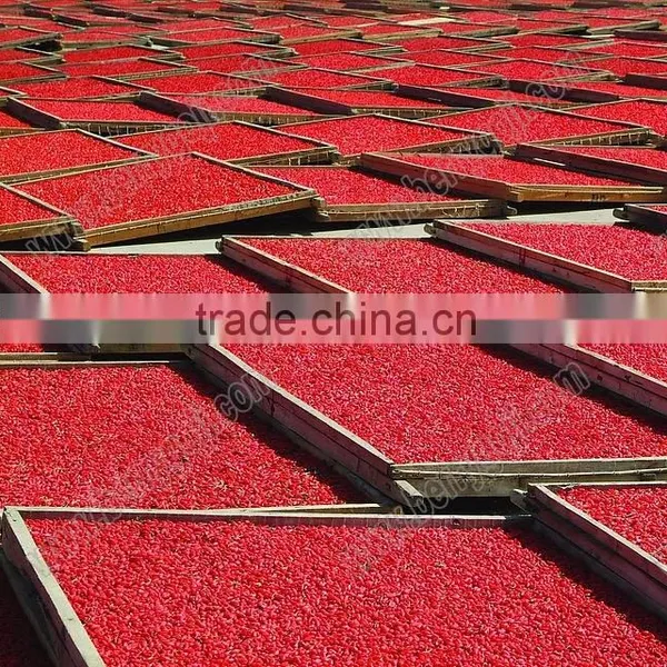 Goji Fruit/Ningxia Goji Berry photo-2