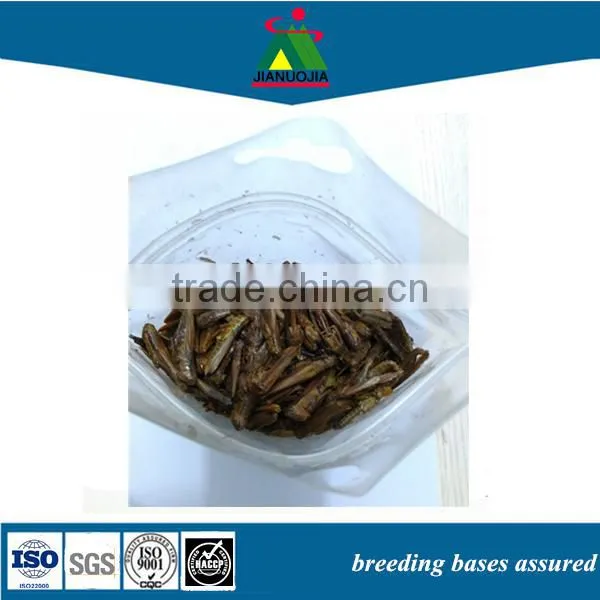 Tank Eco Snack Food Edible Locust