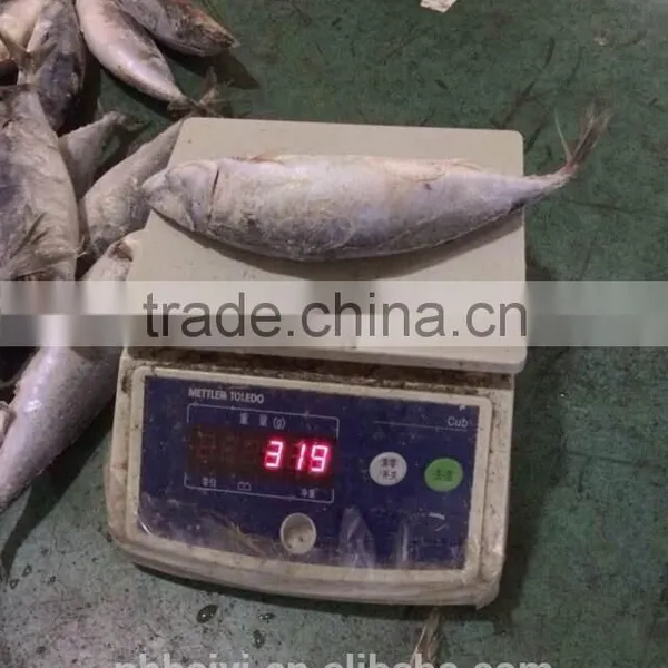 300-400g Frozen Fish photo-6
