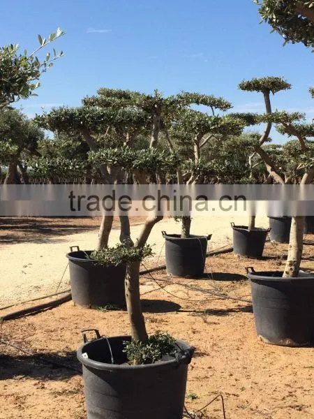 Olive Tree - Olea Europaea Mini Pompon photo-2