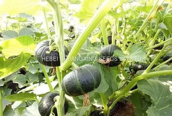Wholesale Delicious Sweet Pumpkin Seeds for Growing photo-5