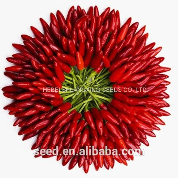 Hybrid Hot Chili Pepper Seeds Capsicum Seeds With Competitive Price photo-3