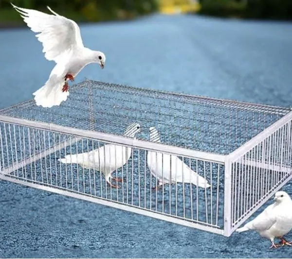 High Quality Metal Bird Pigeon Trap Cage with Metal Wire Door Iron Animal Trap