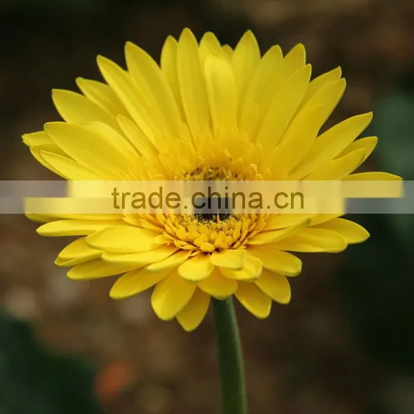 Fresh Champagne Flowers of Gerbera photo-3