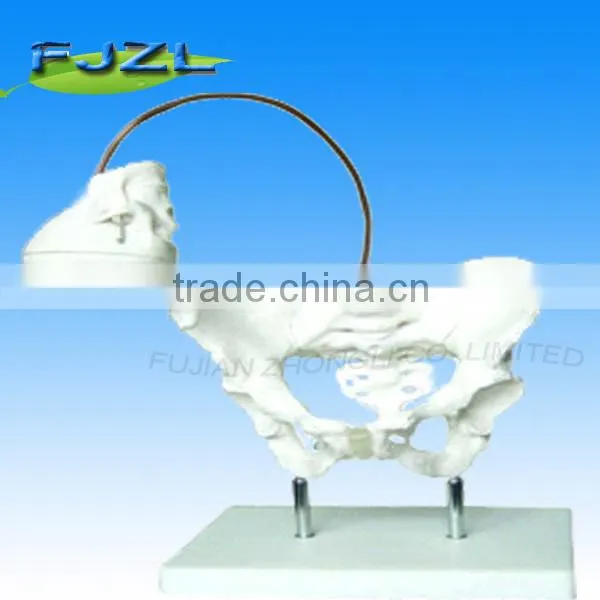 Birth Demonstration Model