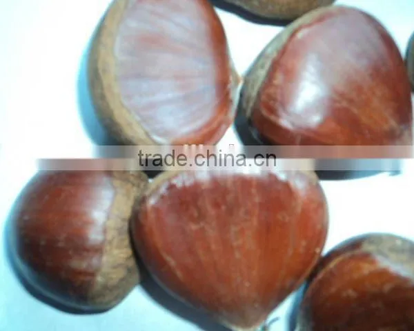 New Crop Organic Fresh Bulk Chestnuts Wholesale photo-5
