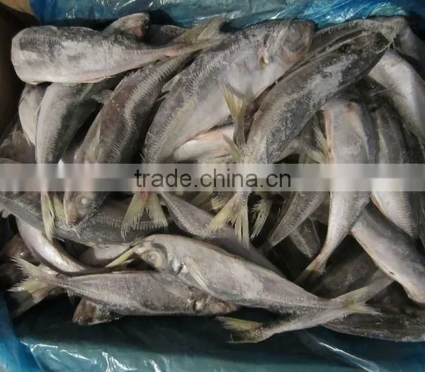 Jack Mackerel Fish