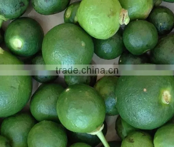 Herbal Extract Type and Hesperidin Powder Extract/Raw Material photo-2