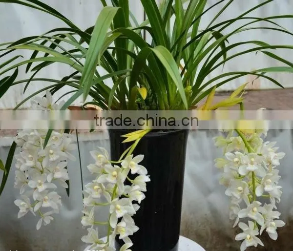 Horticultural Grade Diatomaceous Earth Potting Soil and Hydroponic Growing Medium photo-2