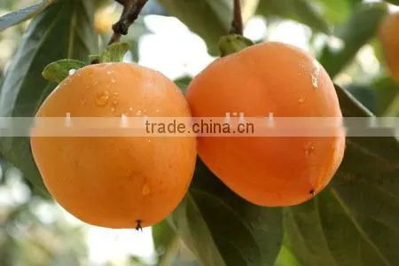 Ethylene Ripener for Persimmon