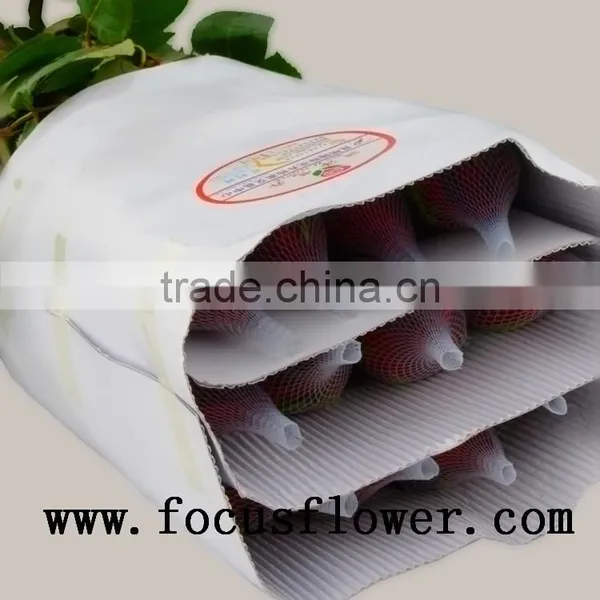 Fragrant Aroma Crazy Selling Fresh Cut Roses Fresh Cut Marigold Roses Carola for Wedding Decoration From Kunming photo-2