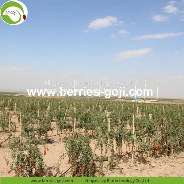Factory Wholesale Dried Goji photo-2