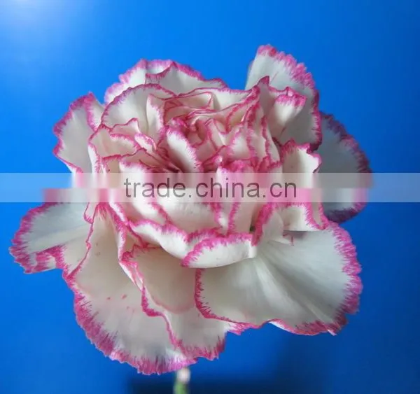 Wide Varieties Promotional Single Stem Carnation for Decoration photo-2