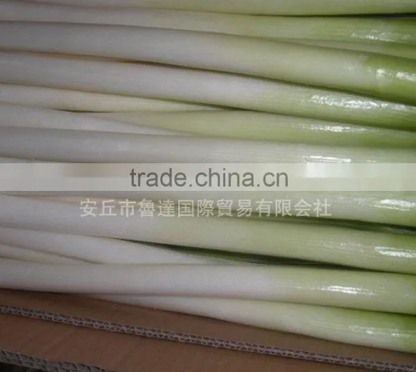 Fresh Welsh Onion