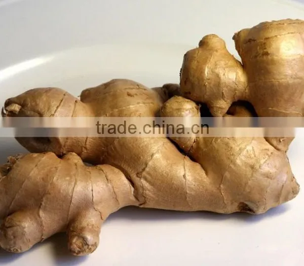 FRESH GINGER AND DRIED GINGER VIETNAM PACKING IN MESH BAG OR CARTON photo-3