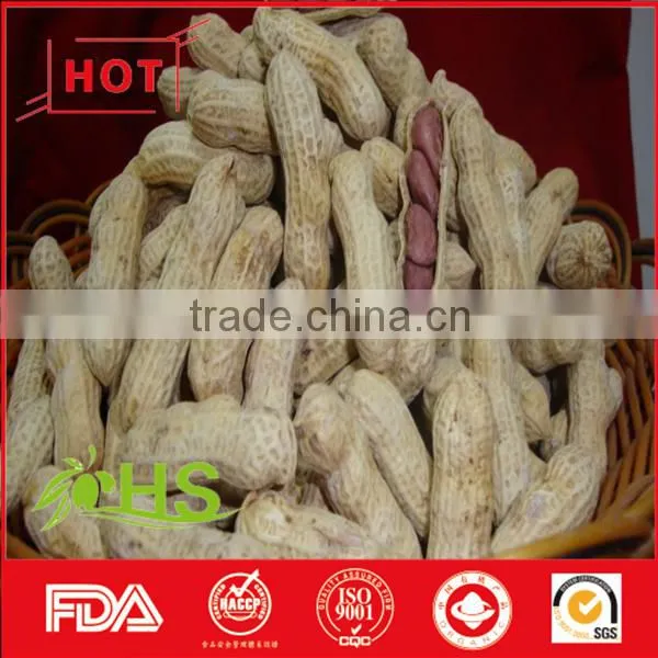 Blanched Peanut Kernel/Peanuts in Red Shell/Peanut Kernels photo-2