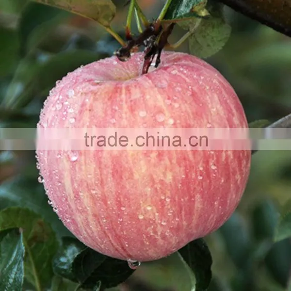 Wholesale Red Delicious Apples