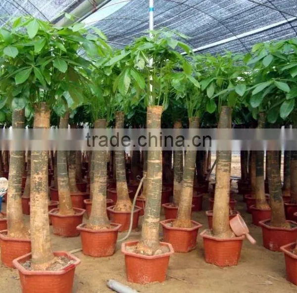 Pachira Macrocarpa of Indoor Outdoor Ornamental Bonsai Plants photo-3