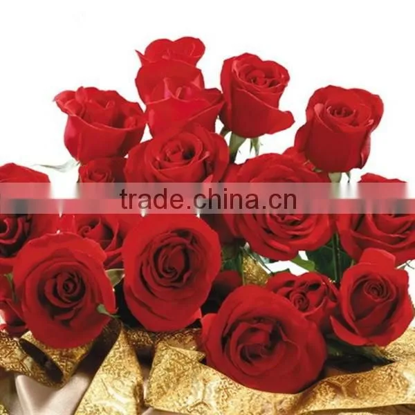 Supply High Quality Fresh Cut Flower Red Rose photo-2